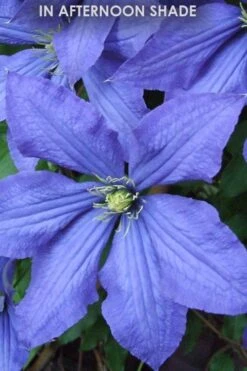 Rhapsody Clematis - 1 Gallon Pot -Stylish Garden Plant Store Clematis Rhapsody in shade