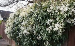 Snowdrift Evergreen Clematis Armandii - 1 Gallon Pot -Stylish Garden Plant Store Clematis Snowdrift 22