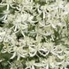 Sweet Autumn Clematis Terniflora - 3 Gallon Pot -Stylish Garden Plant Store Clematis Sweet Autumn 1 1