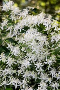 Sweet Autumn Clematis Terniflora - 3 Gallon Pot -Stylish Garden Plant Store Clematis Sweet Autumn 2 1