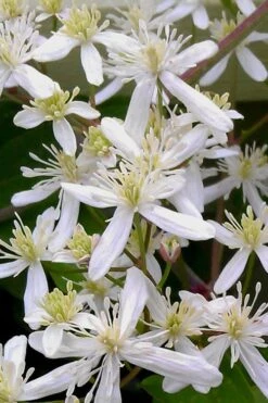 Sweet Autumn Clematis Terniflora - 3 Gallon Pot -Stylish Garden Plant Store Clematis Sweet Autumn 5 1