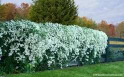 Sweet Autumn Clematis - 1 Gallon Pot -Stylish Garden Plant Store Clematis Sweet Autumn 6