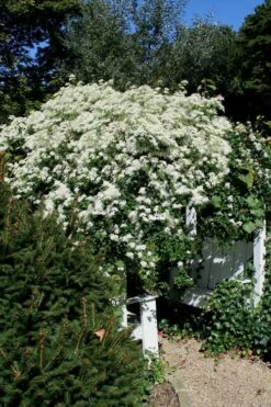 Sweet Autumn Clematis - 1 Gallon Pot -Stylish Garden Plant Store Clematis Sweet Autumn 7