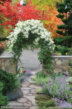 Sweet Autumn Clematis - 1 Gallon Pot -Stylish Garden Plant Store Clematis Sweet Autumn 8