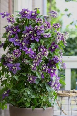 Taiga Clematis - 2 Gallon Pot -Stylish Garden Plant Store Clematis Taiga 10 2