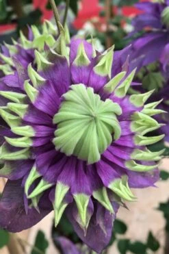 Taiga Clematis - 3 Gallon Pot -Stylish Garden Plant Store Clematis Taiga 2