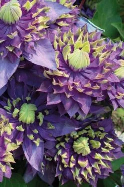Taiga Clematis - 1 Gallon Pot -Stylish Garden Plant Store Clematis Taiga 3 1