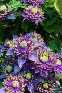 Taiga Clematis - 3 Gallon Pot -Stylish Garden Plant Store Clematis Taiga 4