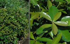 Bigfoot Cleyera Japonica - 3 Gallon Pot 10 Bigfoot Cleyera Japonica - 3 Gallon Pot -Stylish Garden Plant Store Cleyera Bigfoot