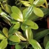 Bigfoot Cleyera Japonica - 3 Gallon Pot -Stylish Garden Plant Store Cleyera Bigfoot 500x750 1