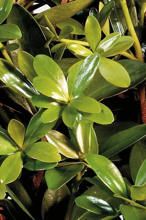 Bigfoot Cleyera Japonica - 3 Gallon Pot 3 Bigfoot Cleyera Japonica - 3 Gallon Pot