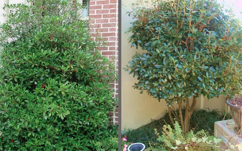 Bigfoot Cleyera Japonica - 3 Gallon Pot 7 Bigfoot Cleyera Japonica - 3 Gallon Pot - Image 5