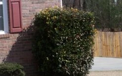 Japanese Cleyera (Ternstroemia Gymnanthera) - 3 Gallon Pot 12 Japanese Cleyera (Ternstroemia Gymnanthera) - 3 Gallon Pot -Stylish Garden Plant Store Cleyera Japonica Japanese 1