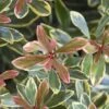 Juliet Cleyera Japonica - 2 Gallon Pot -Stylish Garden Plant Store Cleyera Juliet 1