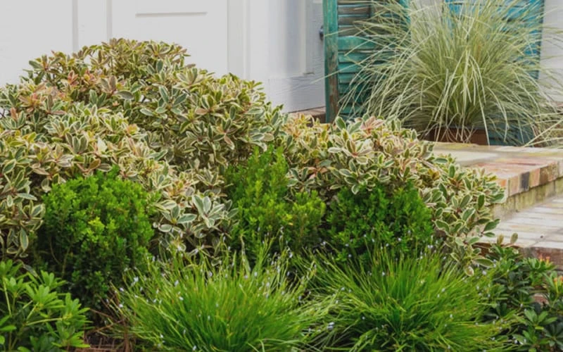 Juliet Cleyera Japonica - 2 Gallon Pot 6 Juliet Cleyera Japonica - 2 Gallon Pot - Image 4