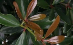 LeAnn Cleyera Japonica - 3 Gallon Pot -Stylish Garden Plant Store Cleyera LeAnn Japonica