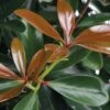 LeAnn Cleyera Japonica - 3 Gallon Pot -Stylish Garden Plant Store Cleyera Leann BS
