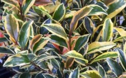 Romeo Variegated Cleyera Japonica - 2 Gallon Pot 11 Romeo Variegated Cleyera Japonica - 2 Gallon Pot -Stylish Garden Plant Store Cleyera Romeo 3