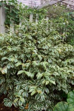 Romeo Variegated Cleyera Japonica - 2 Gallon Pot 10 Romeo Variegated Cleyera Japonica - 2 Gallon Pot -Stylish Garden Plant Store Cleyera Romeo 5