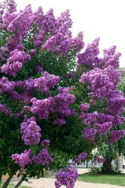 Catawba Purple Crape Myrtle - 3 Gallon Pot -Stylish Garden Plant Store Crape Myrtle Catawba 500x750 1