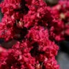 Double Feature Red Crape Myrtle - 3 Gallon Pot -Stylish Garden Plant Store Crape Myrtle Double Feature 20