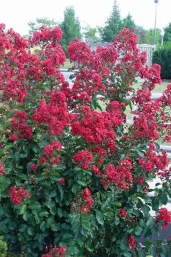 Double Feature Red Crape Myrtle - 3 Gallon Pot -Stylish Garden Plant Store Crape Myrtle Double Feature Rev 500x750 1