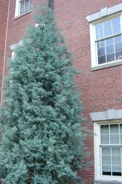 Blue Ice Arizona Cypress - 7 Gallon Pot (5-6') -Stylish Garden Plant Store Cypress Blue Ice Rev 500x750 1