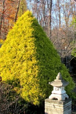 Gold Mop Threadleaf Cypress - 1 Gallon Pot -Stylish Garden Plant Store Cypress Gold Mop 20