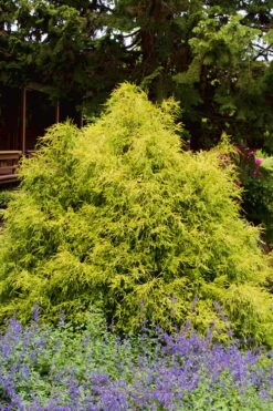Gold Mop Threadleaf Cypress - 1 Gallon Pot -Stylish Garden Plant Store Cypress Gold Mop 25