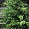 Southern Lace Hinoki Cypress - 7 Gallon Pot (3-4') -Stylish Garden Plant Store Cypress Hinoki Southern Lace 12