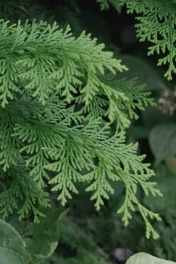 Southern Lace Hinoki Cypress - 7 Gallon Pot (4-5') -Stylish Garden Plant Store Cypress Hinoki Southern Lace 13 1