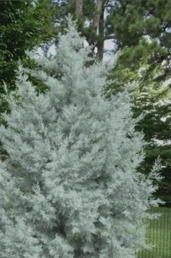 Silver Smoke Arizona Cypress - 6 Pack Of 1 Gallon Pots -Stylish Garden Plant Store Cypress Silver Smoke 20