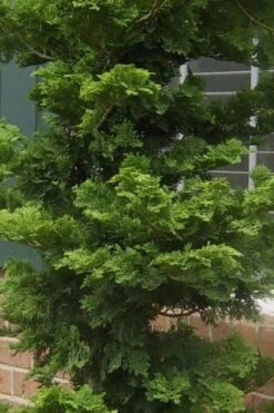 Slender Hinoki Cypress - 7 Gallon Pot (2-3') -Stylish Garden Plant Store Cypress Slender Hinoki 19