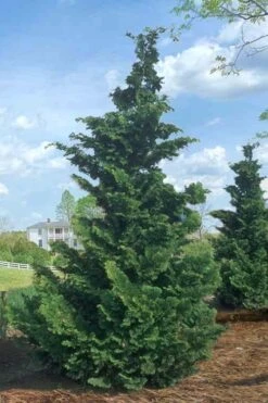 Slender Hinoki Cypress - 7 Gallon Pot (2-3') -Stylish Garden Plant Store Cypress Slender Hinoki Rev 500x750 1