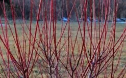 Flamingo Dappled Willow (Shrub Form) - 1 Gallon Pot -Stylish Garden Plant Store Dappled Willow Tree Stems 3