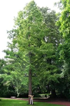 Dawn Redwood Tree - Metasequoia Glyptostroboides - 5 Gallon Pot 19 Dawn Redwood Tree - Metasequoia Glyptostroboides - 5 Gallon Pot -Stylish Garden Plant Store Dawn Redwood 1