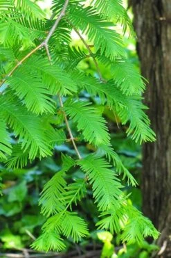 Dawn Redwood Tree - Metasequoia Glyptostroboides - 5 Gallon Pot 14 Dawn Redwood Tree - Metasequoia Glyptostroboides - 5 Gallon Pot -Stylish Garden Plant Store Dawn Redwood 2