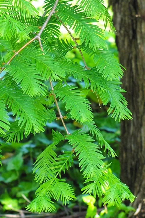 Dawn Redwood Tree - Metasequoia Glyptostroboides - 5 Gallon Pot 6 Dawn Redwood Tree - Metasequoia Glyptostroboides - 5 Gallon Pot - Image 4