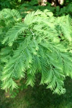 Dawn Redwood Tree - Metasequoia Glyptostroboides - 5 Gallon Pot 17 Dawn Redwood Tree - Metasequoia Glyptostroboides - 5 Gallon Pot -Stylish Garden Plant Store Dawn Redwood 3