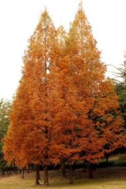 Dawn Redwood Tree - Metasequoia Glyptostroboides - 5 Gallon Pot 15 Dawn Redwood Tree - Metasequoia Glyptostroboides - 5 Gallon Pot -Stylish Garden Plant Store Dawn Redwood 4