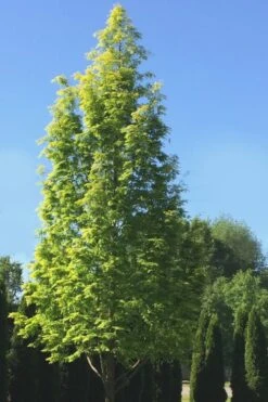 Dawn Redwood Tree - Metasequoia Glyptostroboides - 5 Gallon Pot 18 Dawn Redwood Tree - Metasequoia Glyptostroboides - 5 Gallon Pot -Stylish Garden Plant Store Dawn Redwood 5