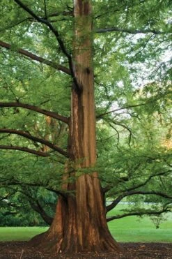 Dawn Redwood Tree - Metasequoia Glyptostroboides - 5 Gallon Pot 16 Dawn Redwood Tree - Metasequoia Glyptostroboides - 5 Gallon Pot -Stylish Garden Plant Store Dawn Redwood 6