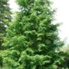 Dawn Redwood Tree - Metasequoia Glyptostroboides - 5 Gallon Pot 1 Dawn Redwood Tree - Metasequoia Glyptostroboides - 5 Gallon Pot -Stylish Garden Plant Store Dawn Redwood 7
