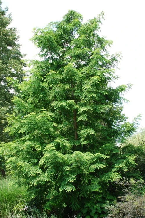 Dawn Redwood Tree - Metasequoia Glyptostroboides - 5 Gallon Pot 3 Dawn Redwood Tree - Metasequoia Glyptostroboides - 5 Gallon Pot