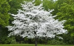 Jean's Appalachian Snow White Dogwood Tree - 7 Gallon Pot (4-5') -Stylish Garden Plant Store Dogwood Cherokee Princess 50