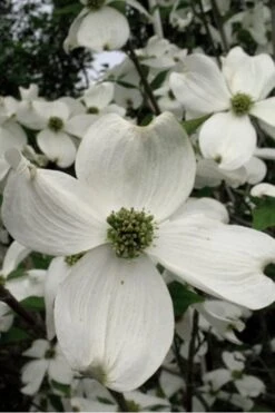 Jean's Appalachian Snow White Dogwood Tree - 7 Gallon Pot (4-5') -Stylish Garden Plant Store Dogwood Cherokee Princess 500x750 1