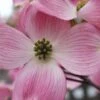 Pink Dogwood Tree (Cornus Florida 'Rubra) - 2 Gallon Pot -Stylish Garden Plant Store Dogwood Pink 10