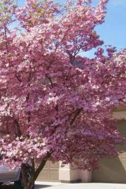 Pink Dogwood Tree (Cornus Florida 'Rubra) - 2 Gallon Pot -Stylish Garden Plant Store Dogwood Pink 13