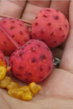 Scarlet Fire Dogwood - Cornus Kousa - 5 Gallon Pot -Stylish Garden Plant Store Dogwood Scarlet Fire 10