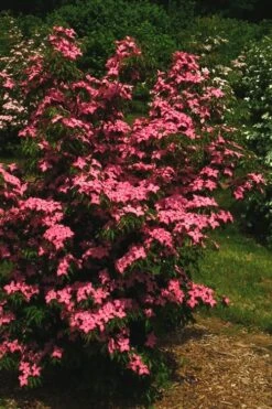 Scarlet Fire Dogwood - Cornus Kousa - 5 Gallon Pot -Stylish Garden Plant Store Dogwood Scarlet Fire 12
